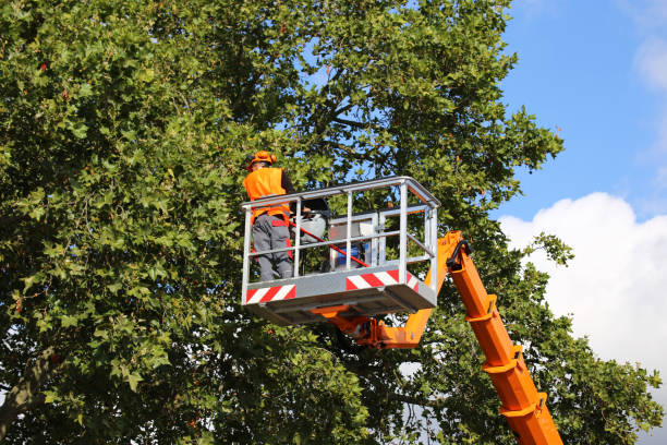 How Our Tree Care Process Works  in Gaylord, MN